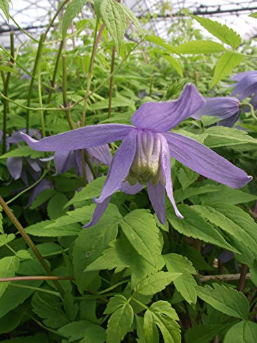 Clématite macropetala