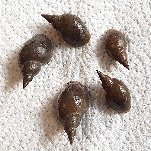 BaconAquatics UK 5X Great Pond Snail Eats Algae Fresh Cold & Tropical Aquarium (Lymnaea Stagnalis), with Oxygenating Plant
