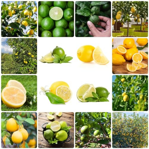 300 pcs mini zitronenbaum samen - säulenobstbäume,zitrone Citrus limon obst frisch pflanztopf obstsamen gartenarbeit geschenke für ältere menschen hochbeet für balkon pflanzen anzucht