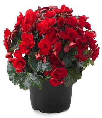 Planta Begonia Elatior Flores Roja Ideal para Decorar el Hogar