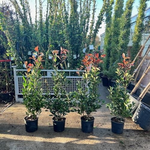 charellagardens Photinia Red Robin Bushy Plants 80/100cm 10 Litre Pot