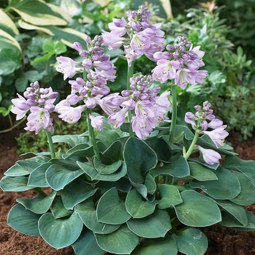 Bio Funkien Hybride 'Blue Mouse Ears' blau, Topf 11x11 cm, 3 Pflanzen