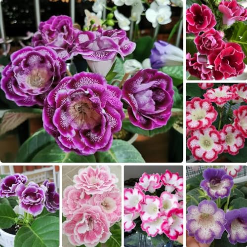 250 pcs Gloxinie Kaufen Pflanze Samen - deko blumen, bonsai samen Winterharte Gloxinie Samen, kletterpflanzen winterhart, bio saatgut balkonblumen bienenweide winterharte pflanzen