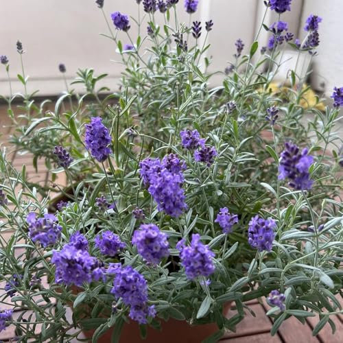 lavendel samen, lavendelsamen gartenkräuter gartensamen Seltene Pflanzen Serie stauden blumen blumenwiese samen draußen zimmerpflanzen wohnzimmer pflanzensamen saatgut minigarten 600pcs