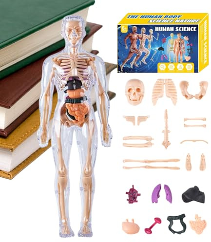 Modelo de anatomía humana 3D – Estructura humana artística, figura educativa realista, ayuda visual para el estudio, exhibición de aprendizaje modular | Recurso de formación de Anatomys para enseña