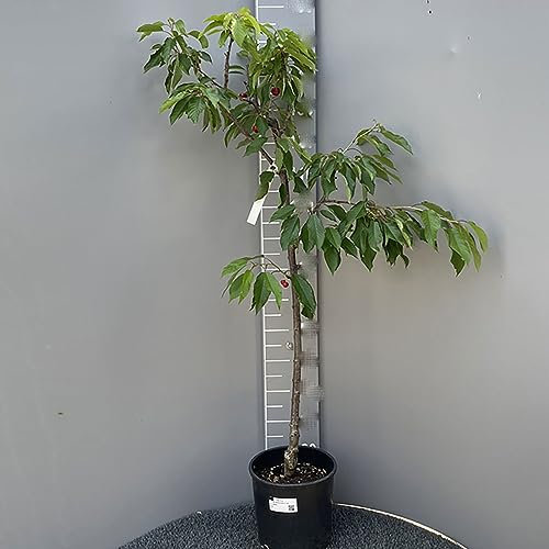 SAVINI VIVAI Plantas frutales, Cerezo autofértil, Lapins en Maceta, 22-24 cm 2-3 años, Altura 130-150 cm