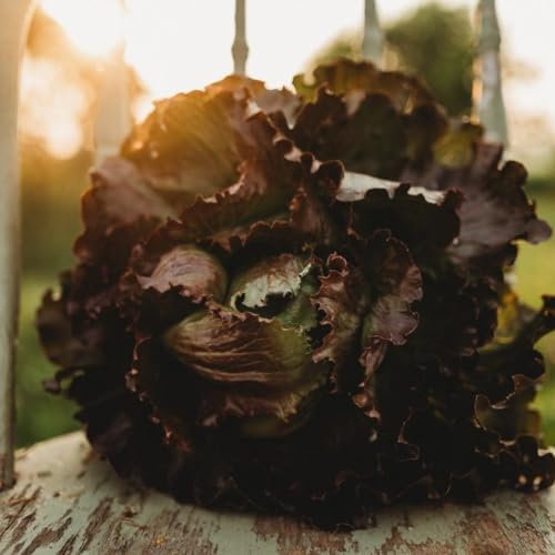Pablo Heading Lettuce - 250 Seeds - Unique Red Iceberg Lettuce Variety, Easy & Reliable to Grow, Non-GMO Heirloom Heading Lettuce Seeds for Planting in The Home Garden, Thresh Seed Company
