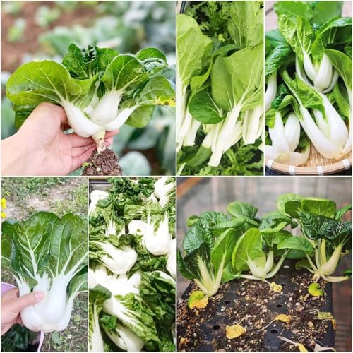 semillas de pak choi orgánicas semillas exóticas orgánicas fresco al aire libre siembra De primera calidad variedades antiguas 500pcs
