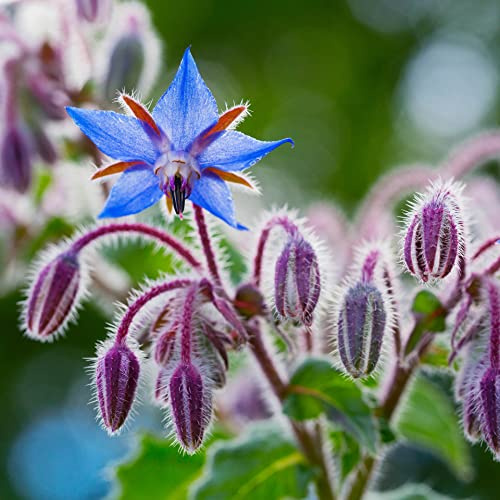 Borage Seeds (Borago officinalis) 500 Seeds (8 Grams) - Edible Flowers - Pollinator Friendly