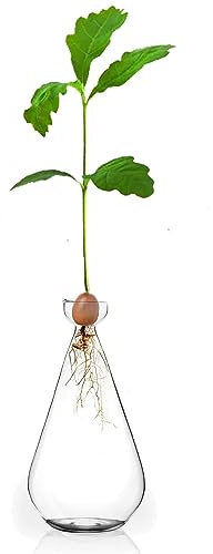 Acorn Seed Vase Droplet Shaped Clear Glass Oak Sprout Vase Seed Starter Planter Pot Gartely Acorn Tree Starter Growing Kit Propagation Vases Grow Acorn Trees at Home Gardening Lover Gifts