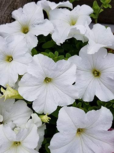 500 Petunia Nana Compacta Snowball Snow Ball White Seeds - 500 Seeds
