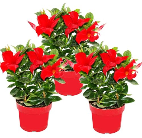 Dipladenia Set med 3 jasminplantor röd chili 10 cm