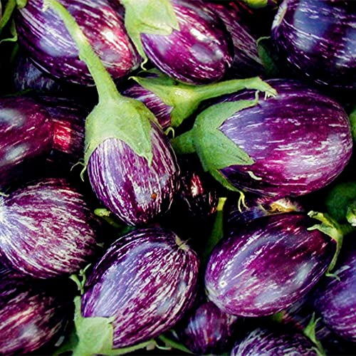 Haloppe 200 Stück Auberginen-Gemüse-Samen für die Bepflanzung des Hausgartens, kaiserliche Auberginen-Samen, nahrhafter Gemüsegarten, Hinterhof-Bepflanzung Auberginensamen