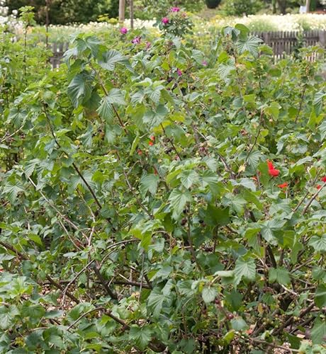 Schwarze Johannisbeere Rosenthals Langtraubige 40-60cm - Ribes nigrum