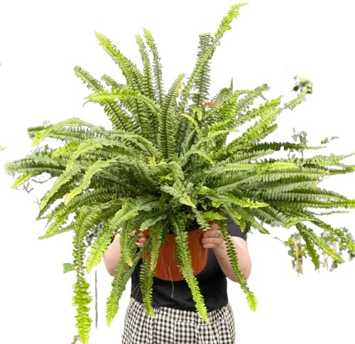 Helecho Colgador Gigante Natural Planta Colgante en Maceta de 20cm