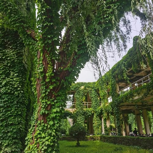 Vino salvaje - de otoño, resistentes, con parra virgen raras balcón Decoraciones de jardín exteriores jardín exótico resistente trepadoras rápido 650semillas