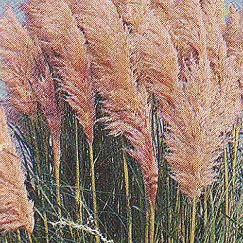 6er-Set Pampasgras 'Rosea' - Cortaderia Selloana: Zarte Rosa Töne im 9x9cm Topf.
