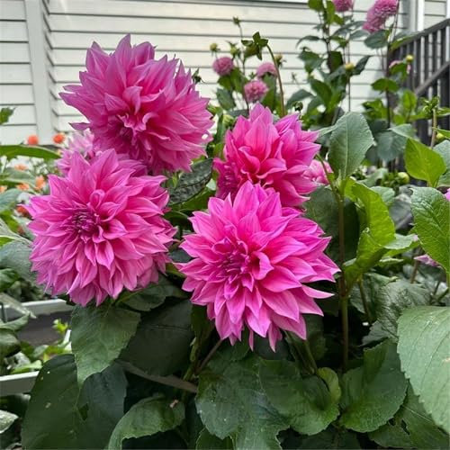 Dahlienpflanzenknollen, seltene Dahlienzwiebeln, winterhartes mehrjähriges Kraut, Dekoration für Balkon und Garten-2zwiebeln-D