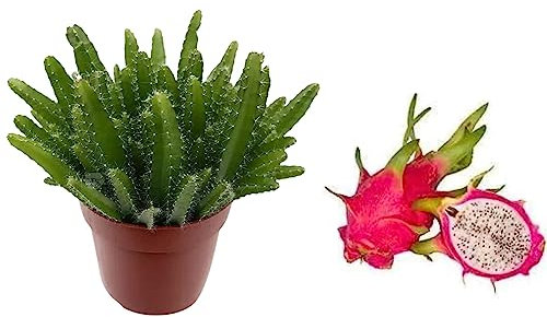 HYLOCEREUS UNDATUS - Dragon Fruit Tree - Pitaya Plant in 12cm Pot