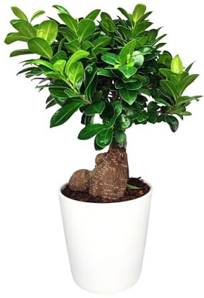 I GIARDINI DI GIULIA - Bonsai Ficus Ginseng | Vaso Elegante in Ceramica | Facile Cura | Estetica Orientale | Vitalità Duratura | Aria Migliorata, Vaso Bianco, Large