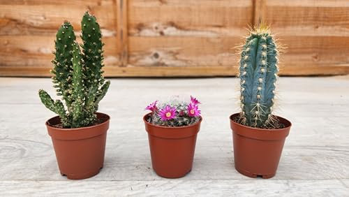 Pugh's Cacti Cactus/Cacti Mix of 3 (Random Mix). Live Houseplant/Indoor Plant. Suitable for Home and Office. Perfect for Gifts/Personal Use. 5.5cm Pot.