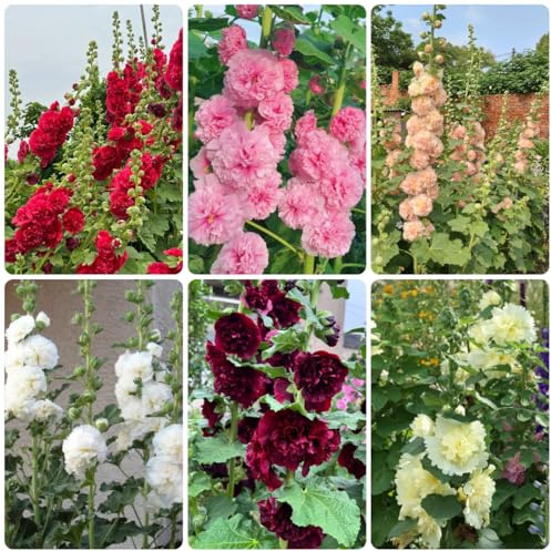 semi di malvarosa perenne resistente, malvarosa, luoghi soleggiati, balcone di perenni resistenti, decorazione autunnale 85pcs