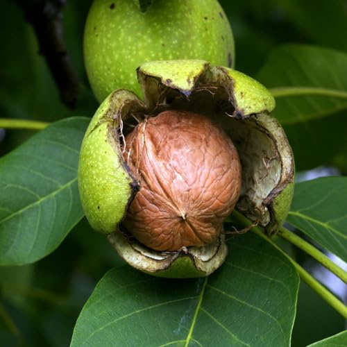 Plante Fruitière Noyer Commun En Vase 20 Age 2/3 Ans (Photo Réelle)