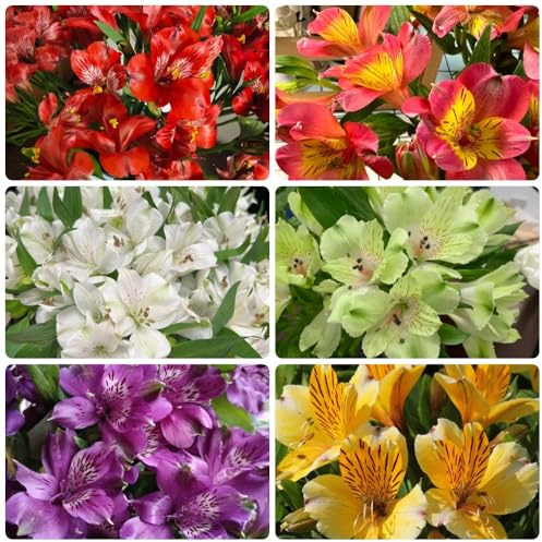 Semi di Alstroemeria, Decorazione del soggiorno, balcone, Alstroemeria ibrida, Le da giardino sono perenni resistenti 350pcs