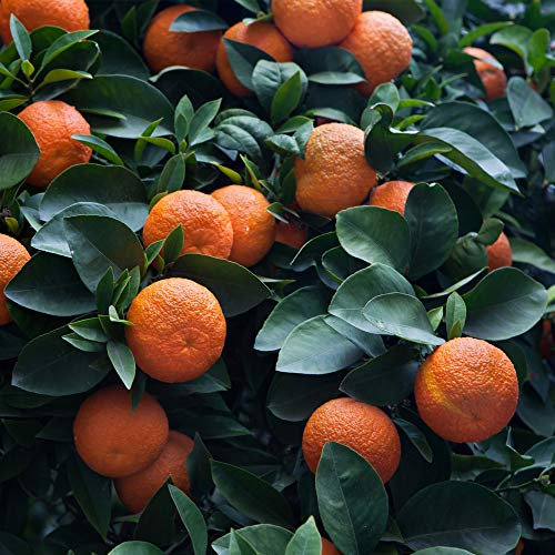 Thompson & Morgan Half-Hardy 5L Potted Orange Fruit Tree ‘Bigaradier’ Self-Fertile Potted Garden Plant, Highly Attractive to Pollinators, High Yielding Ideal for Kitchen Gardens, Patio and Containers