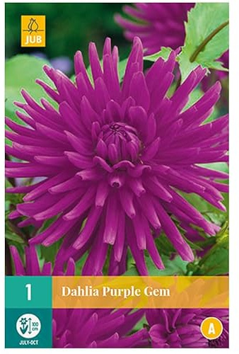 Jub - 1 bulbe Dahlia Purple Gem