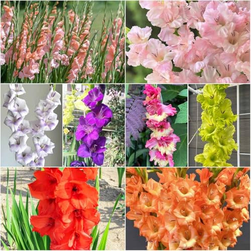 bulbi di gladioli resistenti per giardino Copertura del suolo resistente Decorazione esotica giardino balcone bulbi ufficio 3pcs