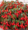 Las semillas de begonia Santa Cruz puesta del sol se arrastran de Semillas Begonia 15 sedimentaron