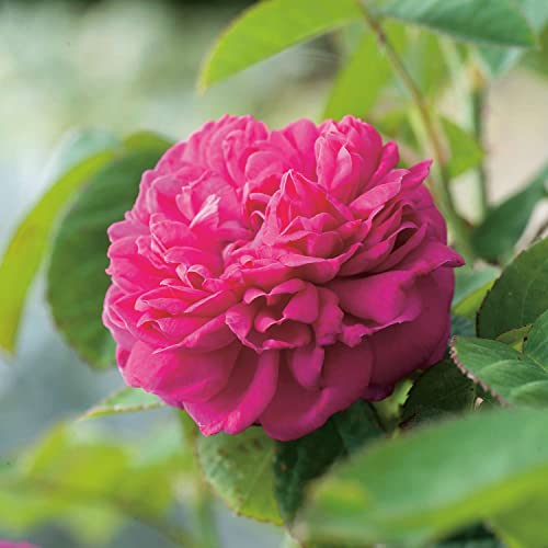 Historische Strauchrose 'Rose de Resht®' - 1 Pflanze