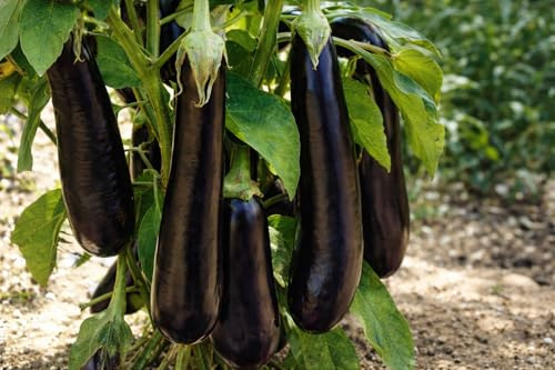Semi di Melanzana Lunga di Napoli – 150 Semi – Varietà Tradizionale Italiana – Frutti Lunghi Polpa Bianca – Ideale per Orto e Vaso