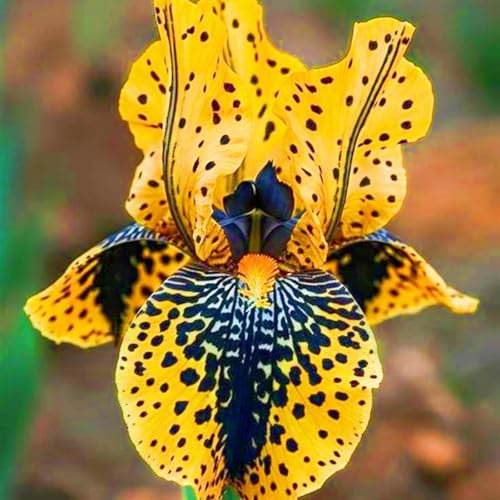 Rare Plants iris Plant iris Bulbs UK Easy to Grow(Wedding Flowers,Plant Bulbs)-10bulbs-f