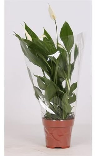 Spathiphyllum Peace Lily Indoor Potted Plant in 12cm Pot