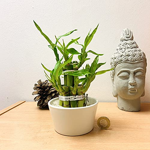 Easy Plants 1 tour de bambou porte-bonheur dans un pot en céramique Rouond (couleur du pot aléatoire) – Bonsaï d'intérieur pour Feng Shui