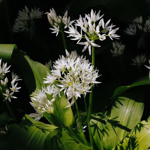 Aglio orsino - Allium ursinum - d'appartamento rare per giardino di da interno esotiche da balcone rialzate giardino di tappezzanti 200semi
