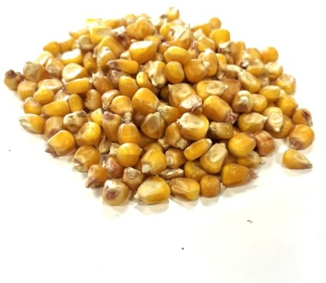 Popcorn Maize 1kg Animal Feed and Fishing Bait LGDS