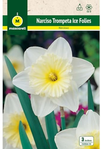 Mascarell Semillas, NARCISOS TROMPETA ICE FOLIES, Semillas Bulbosas, Bulbos de Flores Otoño Fácil de Cultivar, Bolsa 5 Bulbos