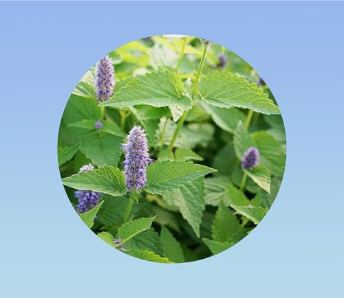 10 graines de menthe poivré - mentha piperita - herbe aromatique