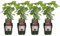 Planta Grosella de Fruto Rojo 10cm 1 Unidad en Maceta Ribes Rubrum Grosellero