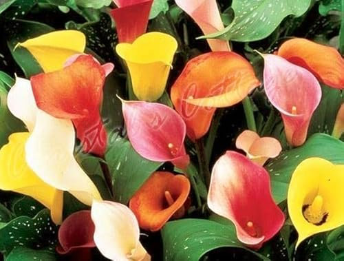 Blue Magic Design 3 Mixed Colour Calla Lily Lilies Perennial Gardening Summer Flower Bulb Corm