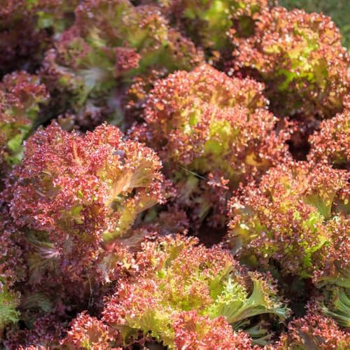 semillas de lechuga - semillas lechuga de invierno hoja ajedrea oficina balcón 1250pcs