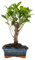 Verdecora Bonsai 5 años | En maceta de cerámica de 15x10x5cm (Ficus Retusa)