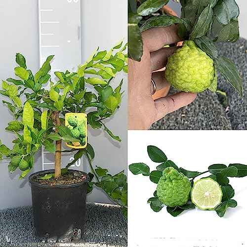 SAVINI VIVAI Pianta di Agrumi Combawa in Vaso da 20 cm Altezza 70 cm 2-3 Anni di innesto Made Italy