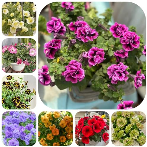 semillas de petunia balcón, petunia híbrida, cortadas, trepadoras resistentes de petunia colgante perennes Decoración 450pcs