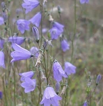 Fresh Seeds - Hare - Campanula rotundifolia - 200 Seeds:Seeds: Package Contains seeds
