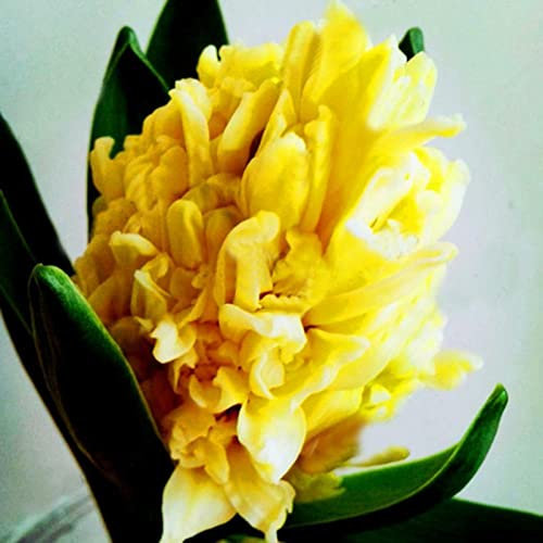 Saterkali Hyazinthensamen, 300 Stück/Beutel Hyazinthensamen, umweltfreundlich, einfach zu pflanzen, frischer Hyazinthenblumensamen für Zuhause Gelb Hyazinthe-Samen