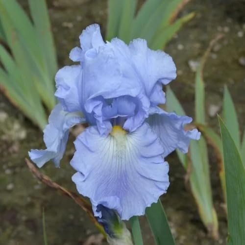 Bulbos de iris, bulbos de rara de balcón resistentes comprar bulbos de otoño resistentes regalos 5pcs